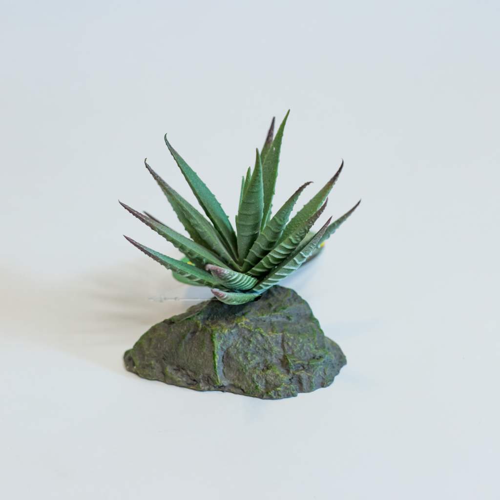 Lucky Reptile Tiger Aloe